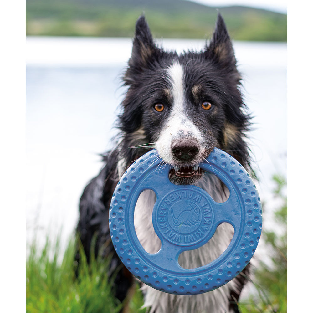 Kiwi - Frisbee